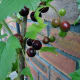 Blackcurrants