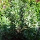 Broad Beans