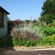 Vegetable Plot in July