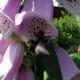 Bee in Foxglove growing with runner beans as a companion plant