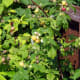 Red and Yellow Raspberries