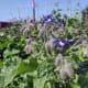 Borage, edible flower as companion plant in vegetable garden