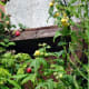 organic-vegetable-gardening-diary-and-planner