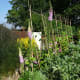 Runner Beans