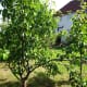 organic-vegetable-gardening-diary-and-planner