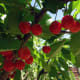organic-vegetable-gardening-diary-and-planner