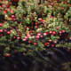 Cranberry growing in bogs