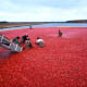 wet harvesting of cranberries