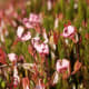 cranberry flowers, resemble the neck, head and bill of a crane. Hence the name cranberry is derived from "craneberry", the berry being so named first by the early European settlers in America.