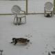 cat-pen
