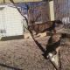 cat-pen