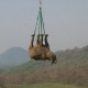 Flying rhino