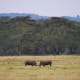 Black rhinos in Lake Nakuru, Kenya