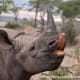 Black rhino, you can see the pointed upper lip