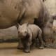 Black rhino and its calf at St Louis zoo,