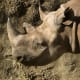 Black Rhino at Taronga zoo, Sydney, Australia