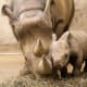 Black rhino and its calf at St Louis zoo,