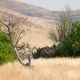 Two black Rhinos