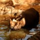 Black Rhino enjoying the swim