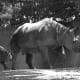 A black rhino and her calf at the St. Louis Zoo.