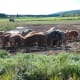 keeping-pigs-in-the-city-an-urban-farming-guide