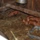 keeping-pigs-in-the-city-an-urban-farming-guide