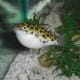 Green Spot Puffer
