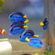 Blue Hippo Tangs
