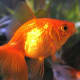Goldfish