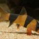 Clown Loach