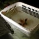 'Howdy baskets' are used to safely introduce fish to their new home without risk of the new or old fish getting hurt. They also allow fish to get used to their new home over a longer period of time