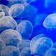 Jelly Fish schools have the advantage of transparency