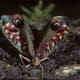Eyespot display mimicry in leaf- mimic Katydid