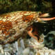 The killer Cone Snail releases chemicals that stuns fish which it then engulfs it also spears the prey with a poisonous dart . A Badass snail indeed.