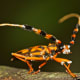 The venomous beetle Batus barbicomis
