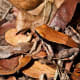 A toad among autumn leaves