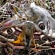 The emperor moth confuses birds with its eye markings