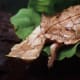 Mata Mata Turtle mimics dead leaves