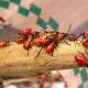 Oncopeltus fasciatus, the Milkweed Bug feeds on the milkweed sap and contain nasty toxins with an unpleasant taste