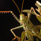 Predatory Katydid 'Cholobalius Leucoviridis' mimics the noise of a female Cicada to attack unsuspecting males to prey on them