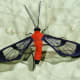 Cosmosoma entella - a moth belonging to the Arctinae family - advertises its toxicity with bright coloration