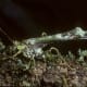 Twig Katytid - Mimesis