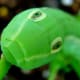 False eyes on a caterpillar