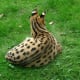 Deceiving eye patterns on the ears of a Serval cat