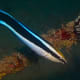 Harmless cleaner fish 'Bluestreak cleaner Wrasse' (Labroides dimidiatus)