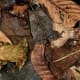 Toad among autumn leaves - Mimesis
