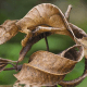 A True Chameleon