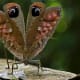Fake eyes resembling a predator in Pterochroza Ocellata