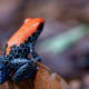 The poisonous Brazilian frog (Deandrobates reticolatus) advertises its nastiness through distinctive coloration