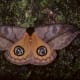Eye spot display of Saturnida Moth - automimicry